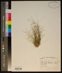 Eleocharis microcarpa image