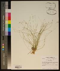 Eleocharis microcarpa image