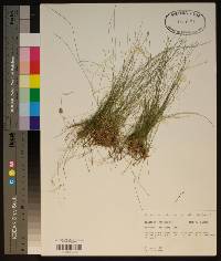 Eleocharis microcarpa image