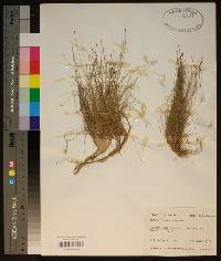 Eleocharis microcarpa image