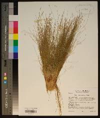 Eleocharis microcarpa image