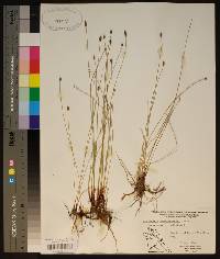 Eleocharis montevidensis image