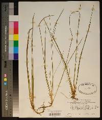 Eleocharis olivacea image