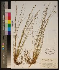 Eleocharis tuberculosa image