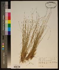 Eleocharis tuberculosa image