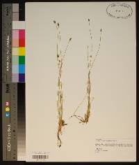 Eleocharis tuberculosa image