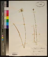 Eriophorum spissum image