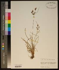 Fimbristylis dichotoma image