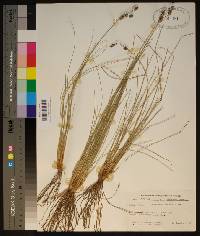 Fimbristylis castanea image