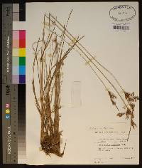 Fimbristylis dichotoma image