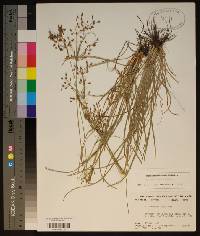 Fimbristylis dichotoma image