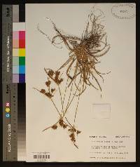 Fimbristylis dichotoma image