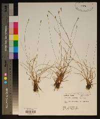 Fimbristylis schoenoides image