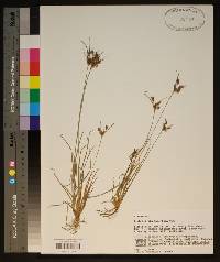 Fimbristylis tomentosa image