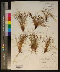 Cyperus subsquarrosus image