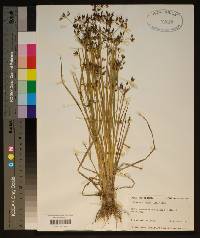 Rhynchospora nitens image