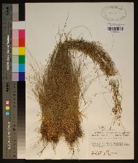 Rhynchospora rariflora image