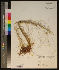 Eleocharis tricostata image