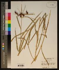 Scirpus polyphyllus image