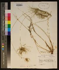 Websteria confervoides image