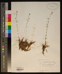 Lachnocaulon anceps image