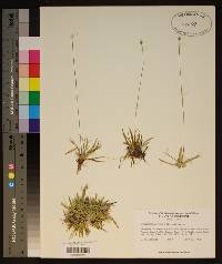 Lachnocaulon anceps image