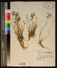 Juncus articulatus image