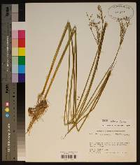 Juncus nodatus image