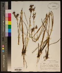 Juncus nodatus image