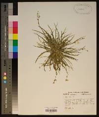 Juncus repens image