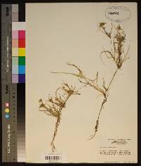 Juncus repens image