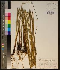 Juncus roemerianus image