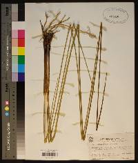 Juncus roemerianus image