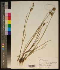 Juncus scirpoides image