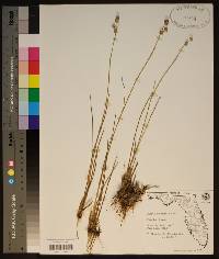 Juncus scirpoides image