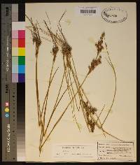 Juncus scirpoides image