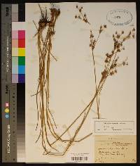 Juncus scirpoides image