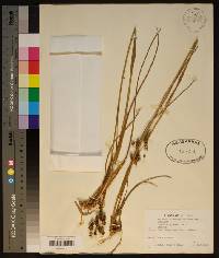 Juncus scirpoides image