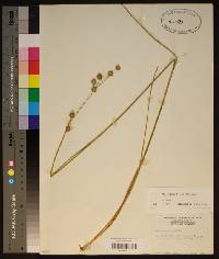 Juncus scirpoides image