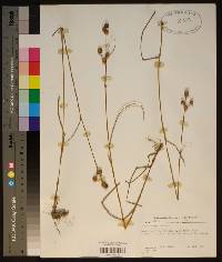 Juncus scirpoides image