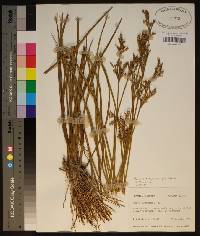 Juncus trigonocarpus image