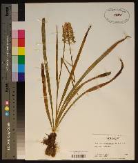 Amianthium muscitoxicum image