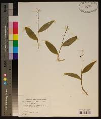 Smilacina trifolia image