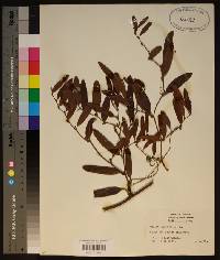 Smilax laurifolia image