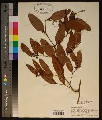 Smilax laurifolia image