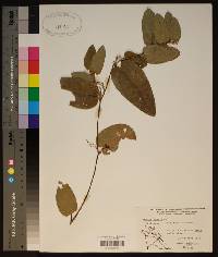 Smilax pumila image