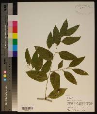 Smilax smallii image