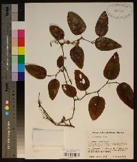 Smilax walteri image