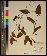 Smilax walteri image