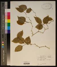 Smilax walteri image